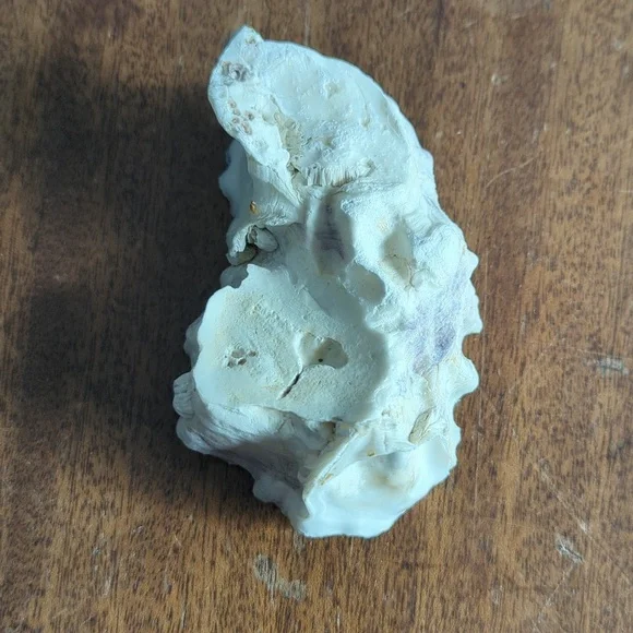 Decorative Shells - Picture 2 of 9